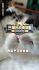 比章鱼保罗还准?詹俊老师的猫咪小笼包在线预测,三喵出战!